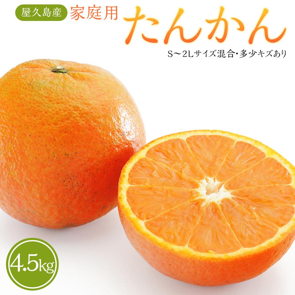 【ふるさと納税】【2027年3月初旬以降発送】屋久島産 家庭用 たんかん 4.5kg バラ（S～2Lサイズ混合・多少キズあり） | タンカン 国産 果物 くだもの フルーツ 柑橘 数量限定 期間限定 屋久島町 鹿児島 屋久島 ふるさと 納税 お取り寄せ ご当地 家庭用