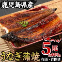 【ふるさと納税】国産うなぎ(鹿児島県産うなぎ)蒲焼(大サイズ5尾・計約800g・タレ付き) 国産 国産魚 九州産 鹿児島県産 魚 魚介 鰻 うなぎ ウナギ unagi 蒲焼 蒲焼き 惣菜 冷凍【南竹鰻加工】