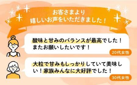 【2025年1月下旬-3月下旬発送】ココロファーム の 濃厚あまおう 285g × 2P 約570g 《豊前市》[VAE007] 苺 いちご あまおう 福岡県産 先行予約[VAE007] 贈答あまおう