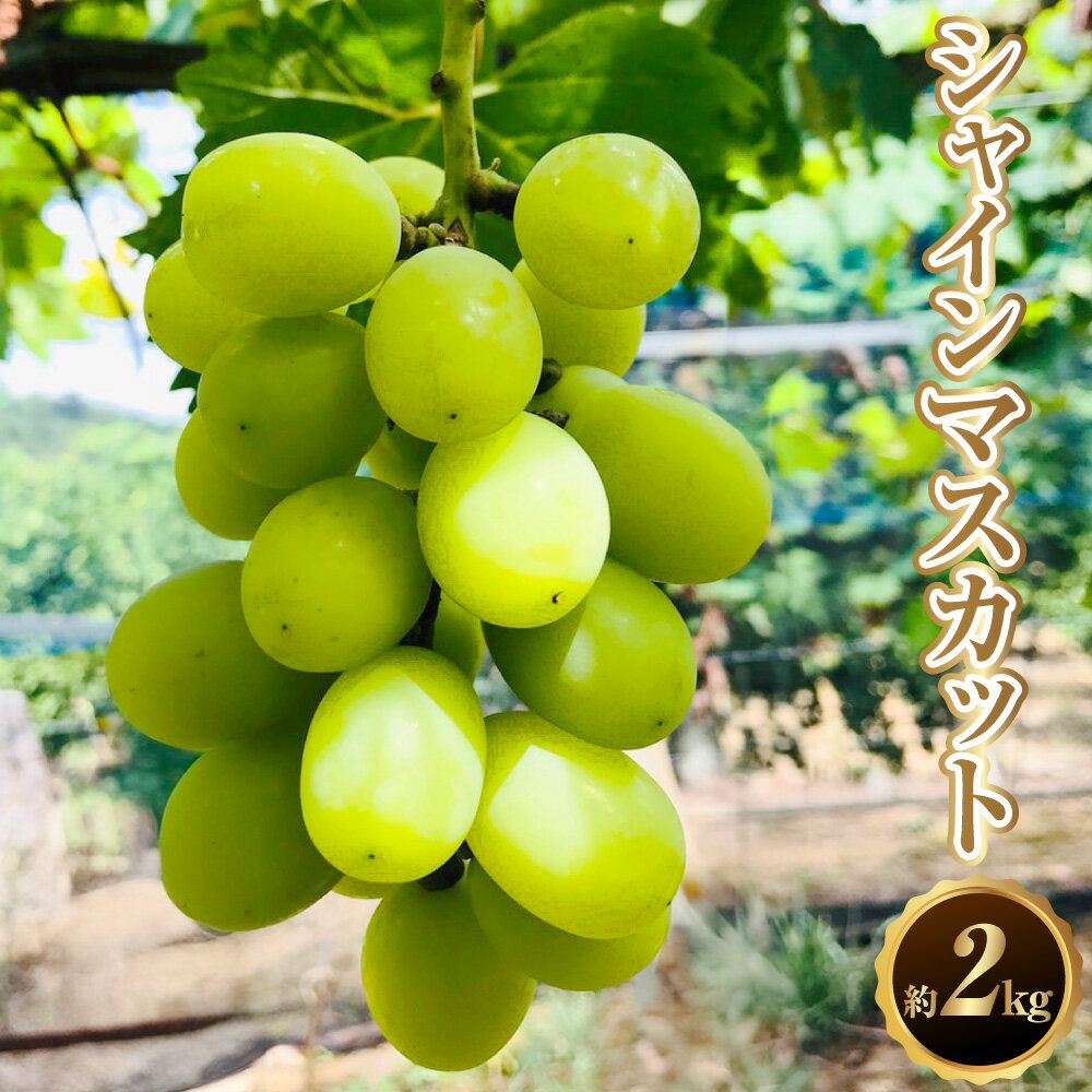 【ふるさと納税】【数量限定】【先行予約】シャインマスカット 約2kg ぶどう ブドウ 葡萄 果物 果実 くだもの フルーツ 熊本県 熊本市 送料無料 【2026年8月上旬～9月上旬発送予定】