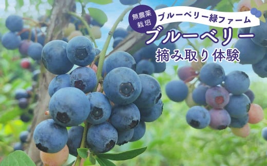 ブルーベリー 狩り 体験 30分 1名につき1キロまで プレゼント 栽培期間中 農薬不使用 ブルーベリー狩り ブルーベリー摘み フルーツ 果物 フルーツ狩り 果物狩り お手軽 イベント 7月 8月 夏休み 子ども 旅行 家族 お土産   埼玉県 羽生市