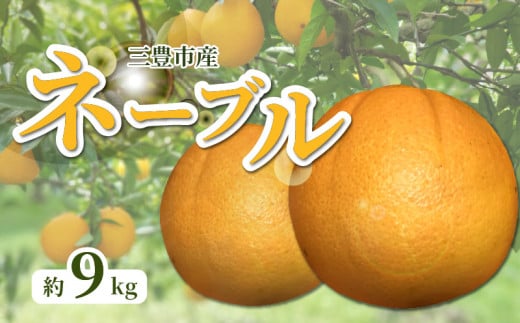 【ふるさと納税】【配送不可地域：北海道・沖縄県・離島】 ネーブル オレンジ 約 9kg 36玉～60玉 ネーブルオレンジ 三豊市産 国産 甘み 酸味 濃厚 バランスが良い 華やかな香りが強いのが特徴 種がほとんど無い 1月中旬より順次発送 フルーツ 果物 香川県 三豊市