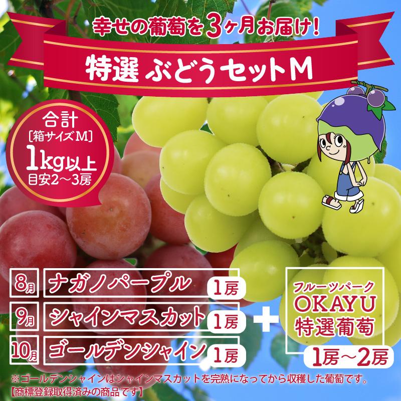 【先行予約】＜全3回定期便＞特選 ぶどうセットM（8月・9月・10月）1kg以上（各月2～3房）／ 葡萄 ナガノパープル シャインマスカット ゴールデン シャイン 品種 おまかせ あわら 農家おすすめ ※2025年8月より順次発送