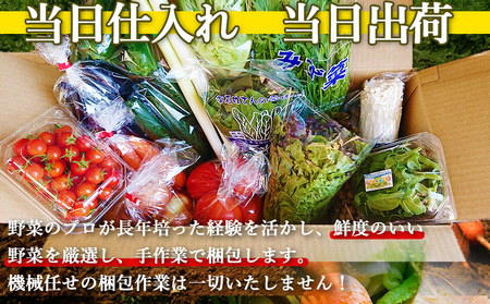 【定期便 12回コース】野菜のプロ40年が届ける 厳選野菜セット！ 野菜・フルーツ 15～16品目 詰め合わせ