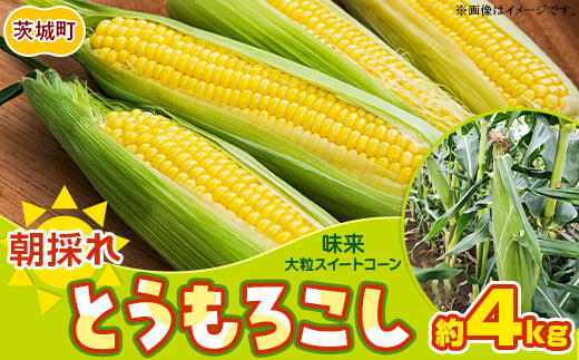 
            494 とうもろこし 味来 10本入り 約4kg スイートコーン 黄色 先行予約 2025年10月中旬～11月上旬ころ発送予定
          