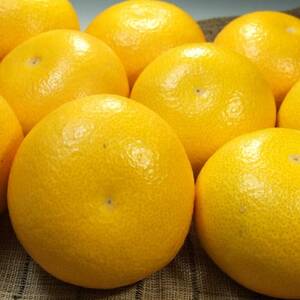 八朔(はっさく)[約5kg]和歌山県有田産春みかん (サイズおまかせ)【1223503】