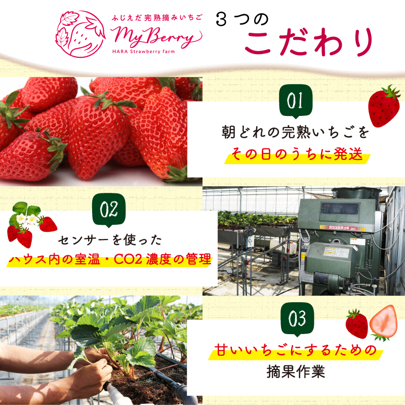 【先行予約 : 2025年3月～2025年5月発送予定 】 いちご きらぴ香 約1kg 約250g×4パック 朝どれ 完熟 苺 産地 直送 フレッシュ イチゴ 贈答 フルーツ 果物 国産 静岡県 藤枝