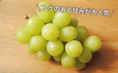 【訳あり】シャインマスカット 約1.5kg  3～5房 ［おぶせファーマーズ］家庭用 果物 フルーツ ぶどう 期間限定 数量限定 規格外 不揃い 傷 令和7年産 【2025年9月中旬～11月下旬発送】