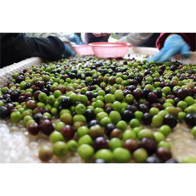 ふるさと納税 長与町 CONOMINAL/エキストラバージンオリーブオイル |  | 03