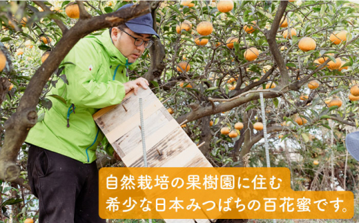 【全6回定期便】福岡県 糸島産 わかまつ 果樹園 の 日本 蜜蜂 の はちみつ 100％ PURE RAW 糸島市 / わかまつ農園 [AHB033]