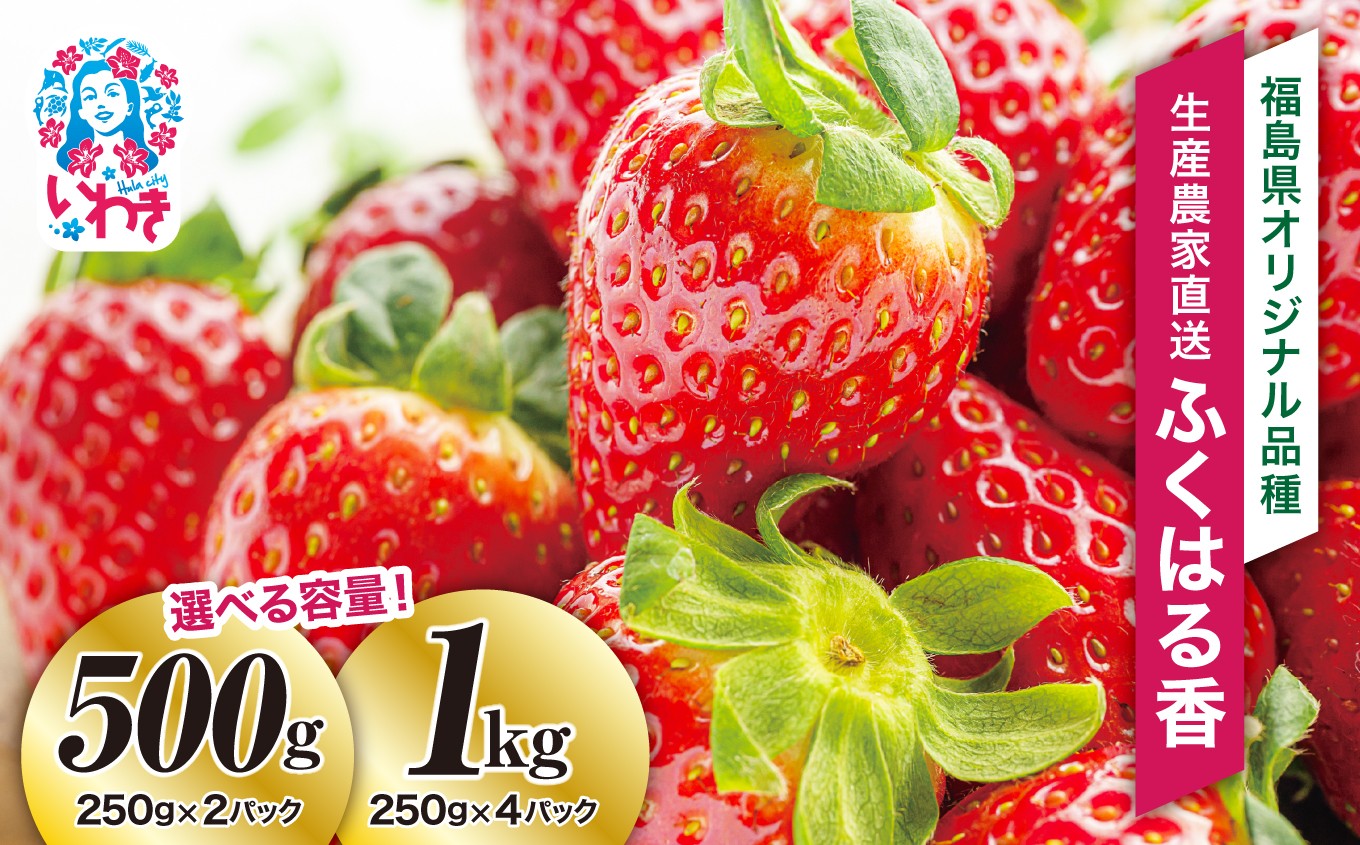 
            〈先行予約〉【産地直送】いわき市産いちご　ふくはる香　選べる容量 1kg（250g×4パック） 500g（250g×2パック）
          