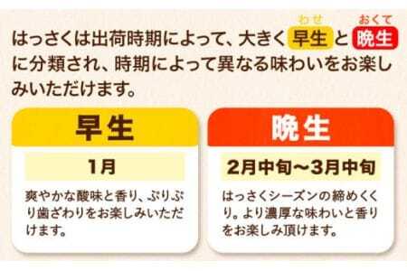 【訳あり/ご家庭用】はっさく 約4kg (4L~Sサイズ サイズ不選別) 早生･晩生指定不可《2月上旬-4月中旬に出荷予定(土日祝除く)》