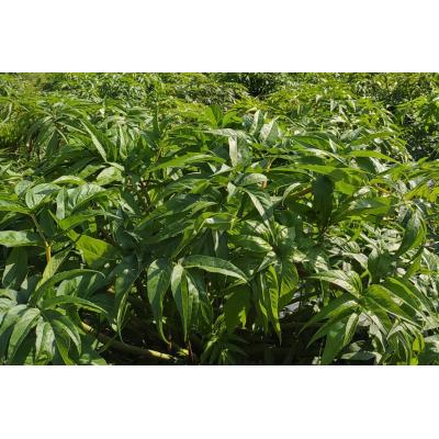 ふるさと納税 西予市 ジオで生まれた当帰茶(茶葉) |  | 03