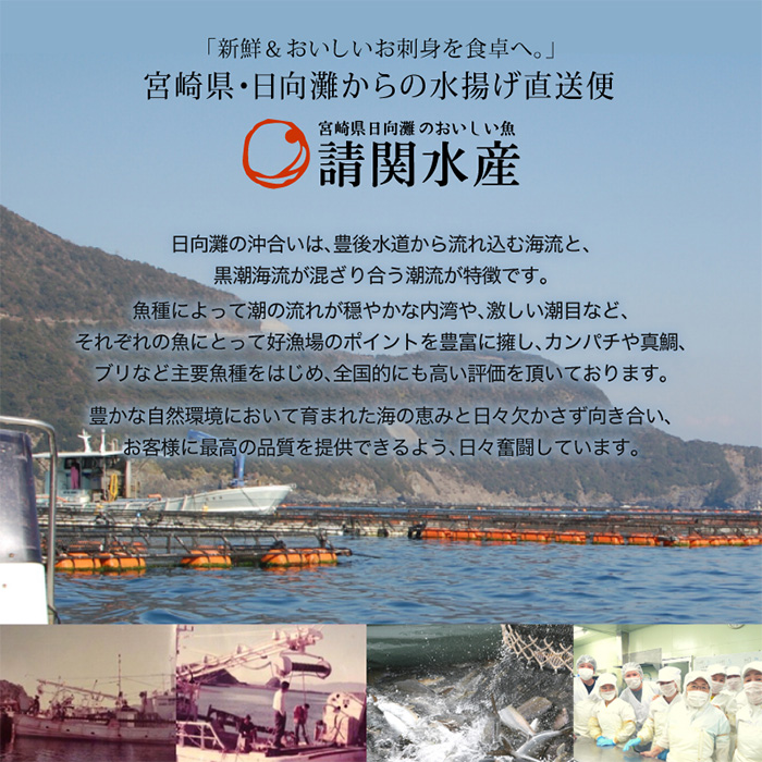 ＜定期便・全6回(連続)＞海鮮 お魚漬け丼 ぶり 真鯛 カンパチ マグロ サーモン カツオのタタキ 定期便 食べ比べ セット 簡単 便利 小分け 個包装 まだい 鰤 鮪 鰹 お取り寄せ 海鮮丼 時短 
