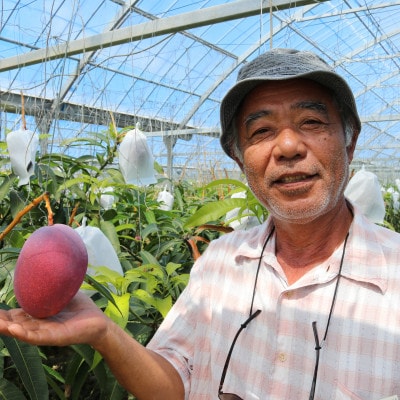 【2027年7月から順次発送・家庭用】ベテラン農家さんが作る アーウィンマンゴー2kg(4～6玉)【配送不可地域：離島】