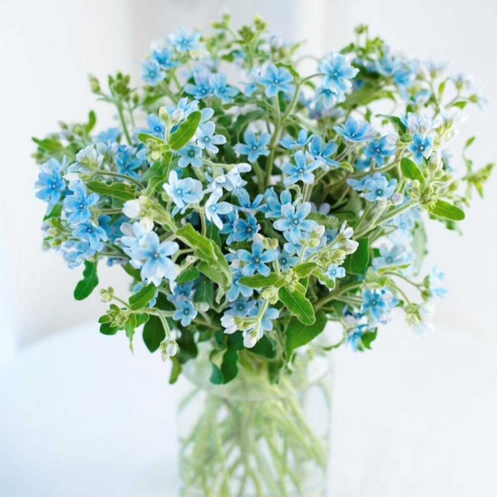 【ふるさと納税】【定期便12回】ブルースター花束初回花瓶付き / ブルースター お花 フラワー 青い花 高知県産 定期便 希少品種 サムシングブルー リビング インテリア 切り花 花瓶付き 癒やし ギフト【株式会社tomoni】[ATCG049]