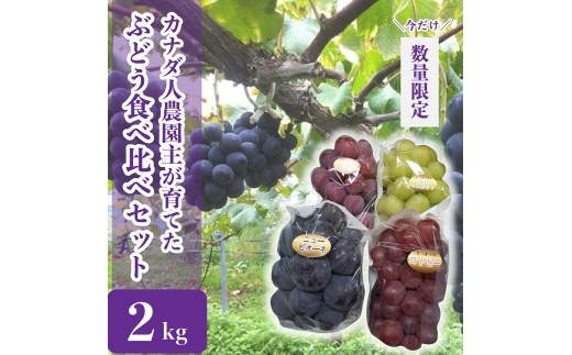 
                  ぶどう食べ比べセット 約2kg【先行予約・数量限定】カナダ人農園主 ぶどう ブドウ 葡萄 マスカット ピオーネ フルーツ 果物 くだもの 産地直送 世羅 ラピアビンヤード【2026年9月下旬以降順次発送】 A021-08
                
