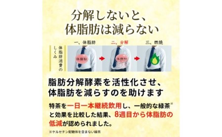 お茶 定期便 2ヶ月 特茶 500ml 24本 お茶