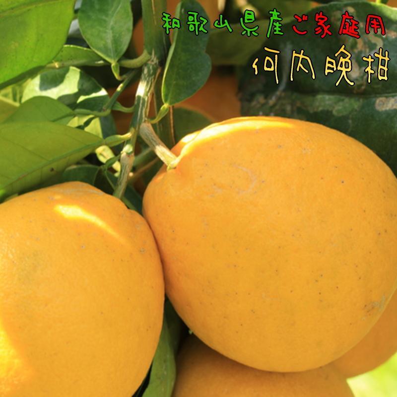 【ふるさと納税】有田育ちの 爽やか 河内晩柑 (ご家庭用) 約7.5kg［2025年4月から発送］［MS62］ | フルーツ 果物 くだもの 食品 人気 おすすめ 送料無料