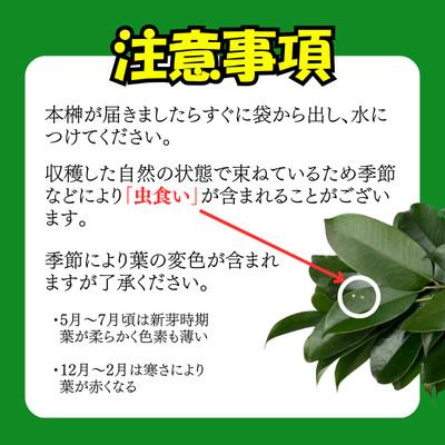 ふるさと納税 袋井市 静岡県産袋井市　出世榊　本榊　純国産　さかき1対(2束)※1日交換に間に合うように配送 |  | 02