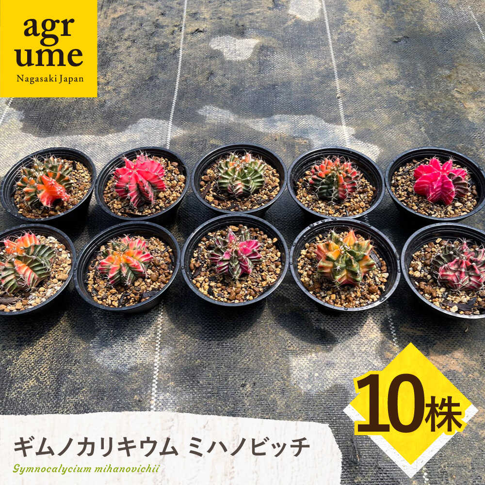 【ふるさと納税】ギムノカリキウム ミハノビッチ 10株 Gymnocalycium mihanovichii 長与町/アグリューム[EAI226]
