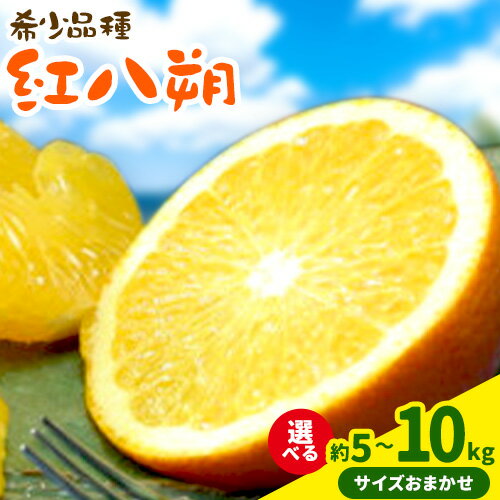 【ふるさと納税】【希少品】和歌山県産 紅八朔 選べる内容量(サイズおまかせ) 約5kg 約10kg 紀の川市厳選館《2026年3月上旬-2026年3月末頃出荷》 和歌山県 紀の川市 果物 紅八朔 果実 ジューシー 甘み 酸味 旬 柑橘 希少