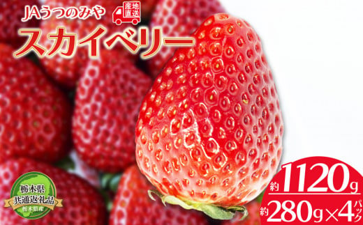 【2025年先行予約】【2月発送予定】  栃木県共通返礼品 JAうつのみや直送！ スカイベリー 280g×4パック | いちご 甘い 果物 フルーツ デザート 希少 栃木県 下野市 送料無料