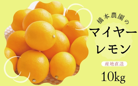 レモン マイヤーレモン 檸檬 三重県 【先行予約】橋本農園のマイヤーレモン 10kg【2025年12月中旬から2026年1月中旬までに順次発送】【mht007】