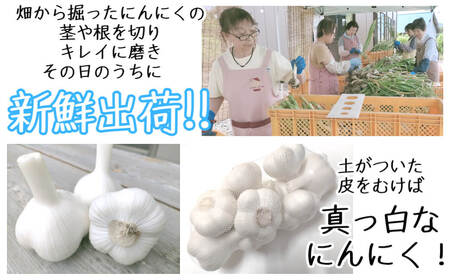 令和8年産朝採り直送！田子（たっこ）生にんにく約1kg（青森県田子町産にんにくM～Lサイズ混合）
