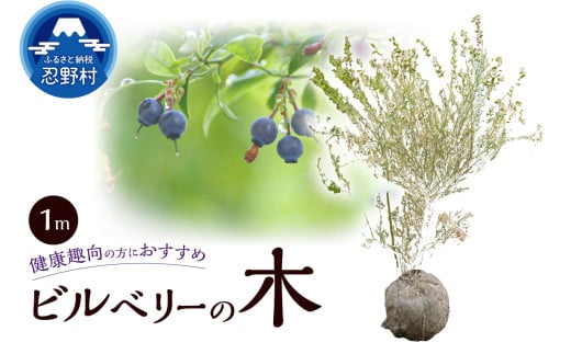 植木　ビルベリーの木　1ｍ