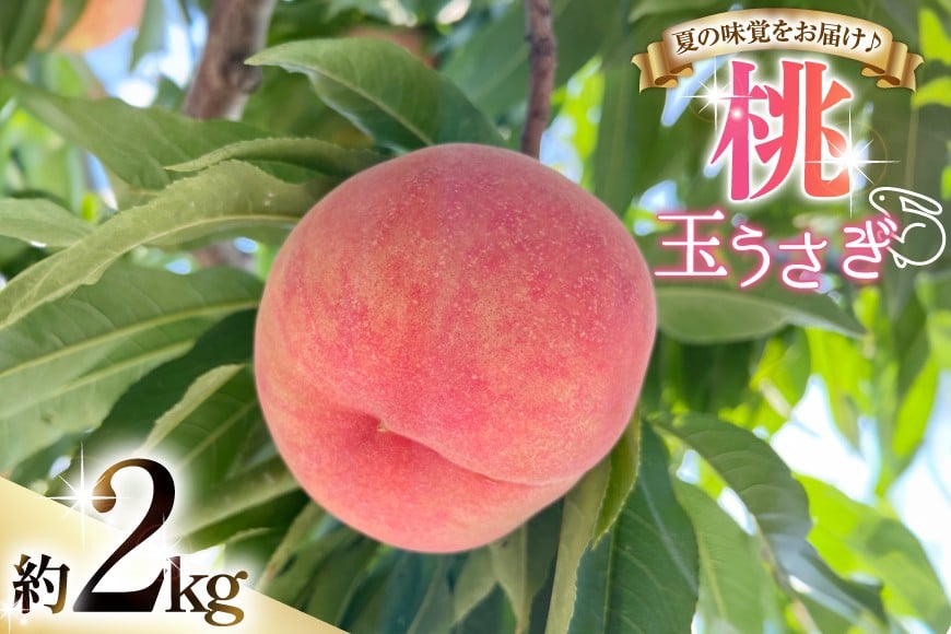 
            【期間限定発送】 桃 玉うさぎ 2kg (6〜8玉) [東城農園 山形県 高畠町 tk06ayt370003] もも モモ 果物 くだもの フルーツ 冷蔵
          