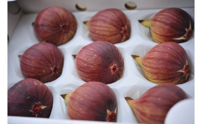 【期間限定】もぎたて朝どり完熟いちじく　秀品 約1kg（9～12玉）／愛知県産　サマーレッド　いちじく　イチジク　無花果　果物　フルーツ　