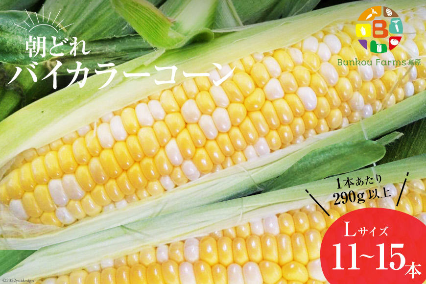 CG034 【令和9年度出荷分】 5月下旬から出荷！「朝どれバイカラーコーン！」L×11～15本セット