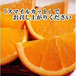 2024年11月より発送開始　ぷるぷる食感!!「まどんな」約2キロ【訳あり・家庭用】【B39-58】【配送不可地域：離島】【1512437】