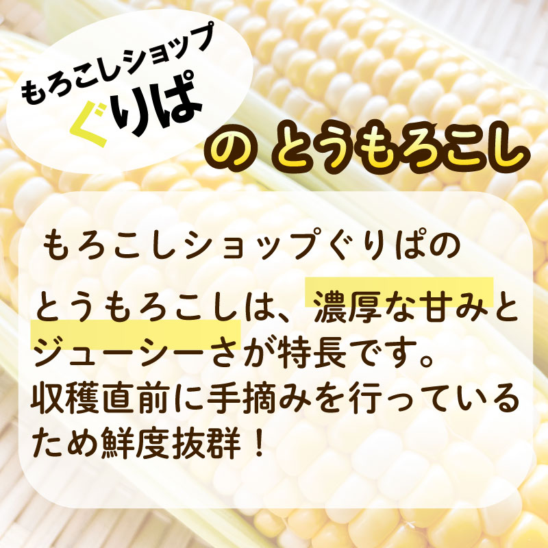 【 令和8年産 予約受付 】 とうもろこし 10 ～ 12 本 約 5㎏ 糖度18 ~ 19度 予約受付 予約 甘い 送料無料 期間限定 数量限定 静岡県 牧之原市 もろこしショップぐりぱ