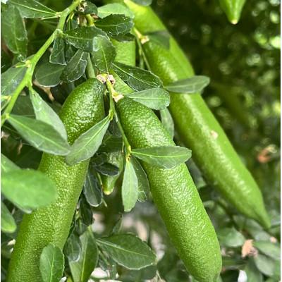 ふるさと納税 海津市 フィンガーライム果実 |  | 03