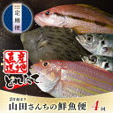 【ふるさと納税】【定期便 4回】山田さんちの鮮魚便(2月始まり)