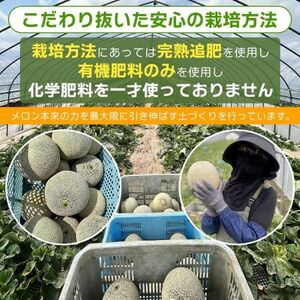 2026年先行予約！【発送5月上旬～】濃厚な甘さとジューシーな果肉！クインシー メロン 2玉 めろん 赤肉 人気 おすすめ クインシー 甘い フルーツ 濃厚 くだもの  自家栽培 めろん 贈答用 贈り