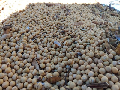 上野原産　津久井在来大豆 3ｋｇ　～栽培期間中農薬化学肥料不使用栽培 上野原の地形が作った雑穀の歴史～