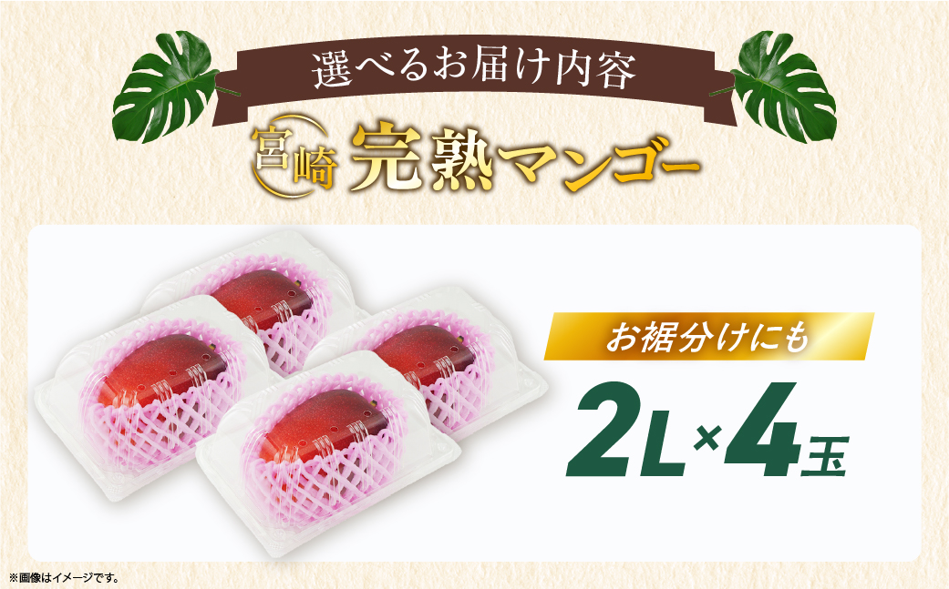 先行予約 数量限定 完熟マンゴー 2L×4玉（パック）マンゴー 宮崎 果物 フルーツ くだもの 2027年 国産 高級 マンゴージュース 南国フルーツ おすすめ デザート ギフト 贈り物 プレゼント 贈答 冷蔵 綾町 送料無料 【JA綾町】_A0114-2641