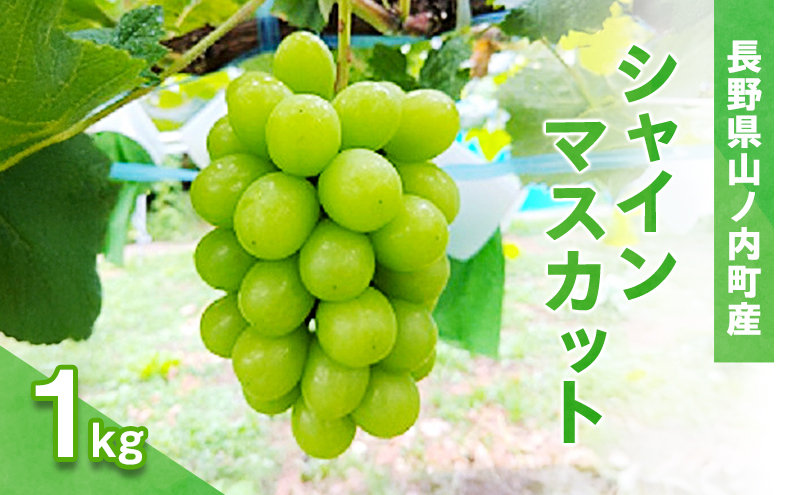 シャインマスカット1kg（2～3房）産地直送 ふるさと納税 果物 くだもの フルーツ ぶどう ブドウ 葡萄 信州 志賀高原麓 長野県山ノ内町産
