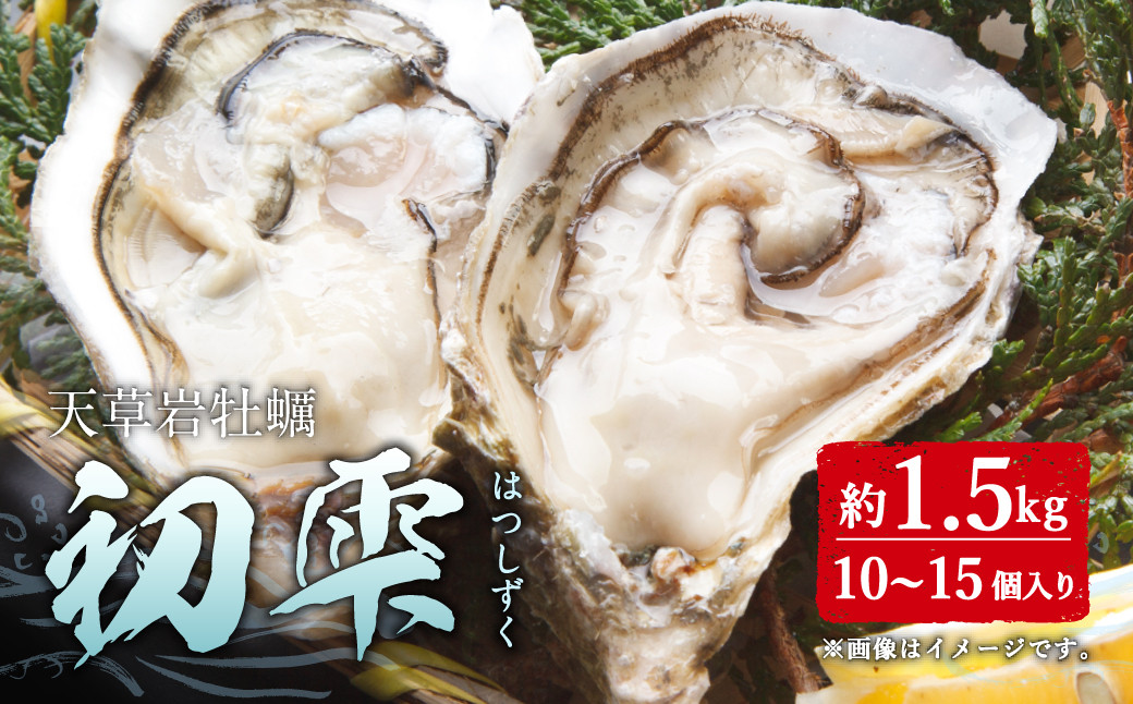 【限定100個】天草岩ガキ「初雫」約1.5kg（10～15個）加熱用 冷蔵