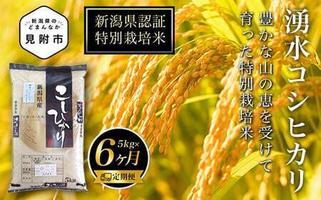 令和6年産【6か月連続お届け】新潟県産コシヒカリ（県認証特別栽培米）湧水コシヒカリ精米　5kg