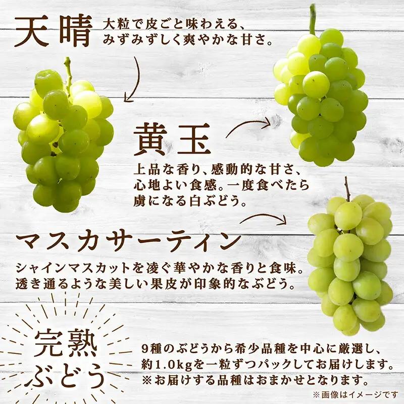 彩り豊かな完熟ぶどう バラ粒パックセット 1.5㎏【tbb02】