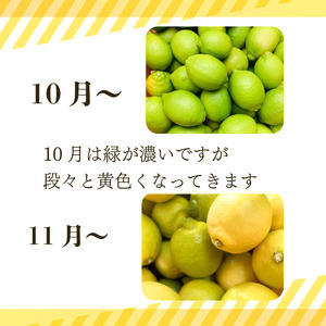 【2026年10月発送】 レモン 10kg 秀品  国産 檸檬 ワックス不使用 防腐剤不使用 