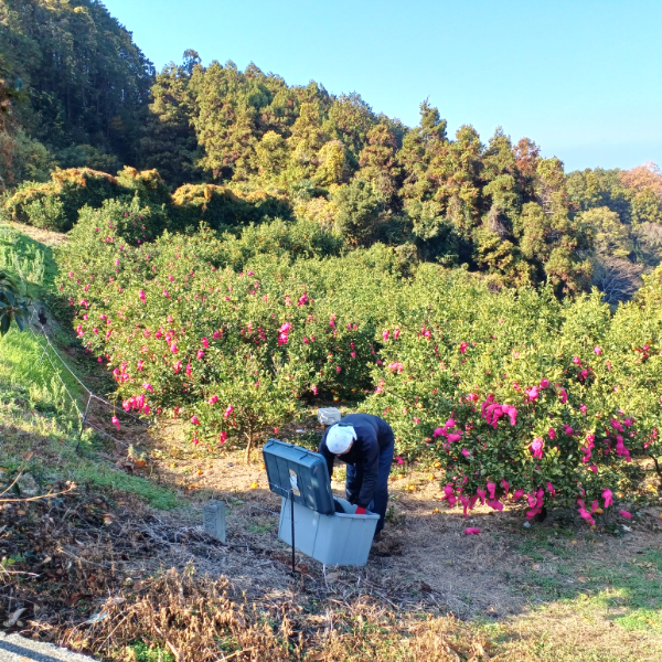 訳あり 甘平 B品 3kg 愛媛 みかん 数量限定 先行予約 柑橘 伊予市 【2024年12月発送】｜B262