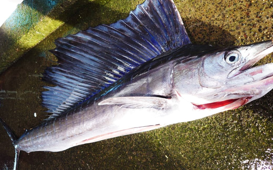 長崎近海産カジキマグロ 冷蔵 約1kg ／ 魚 海産物 魚介 鮮魚 海鮮 カジキ まぐろ 鮪 刺身 大将農園 長崎県 長崎市 【2025年9月下旬～12月下旬迄発送予定】