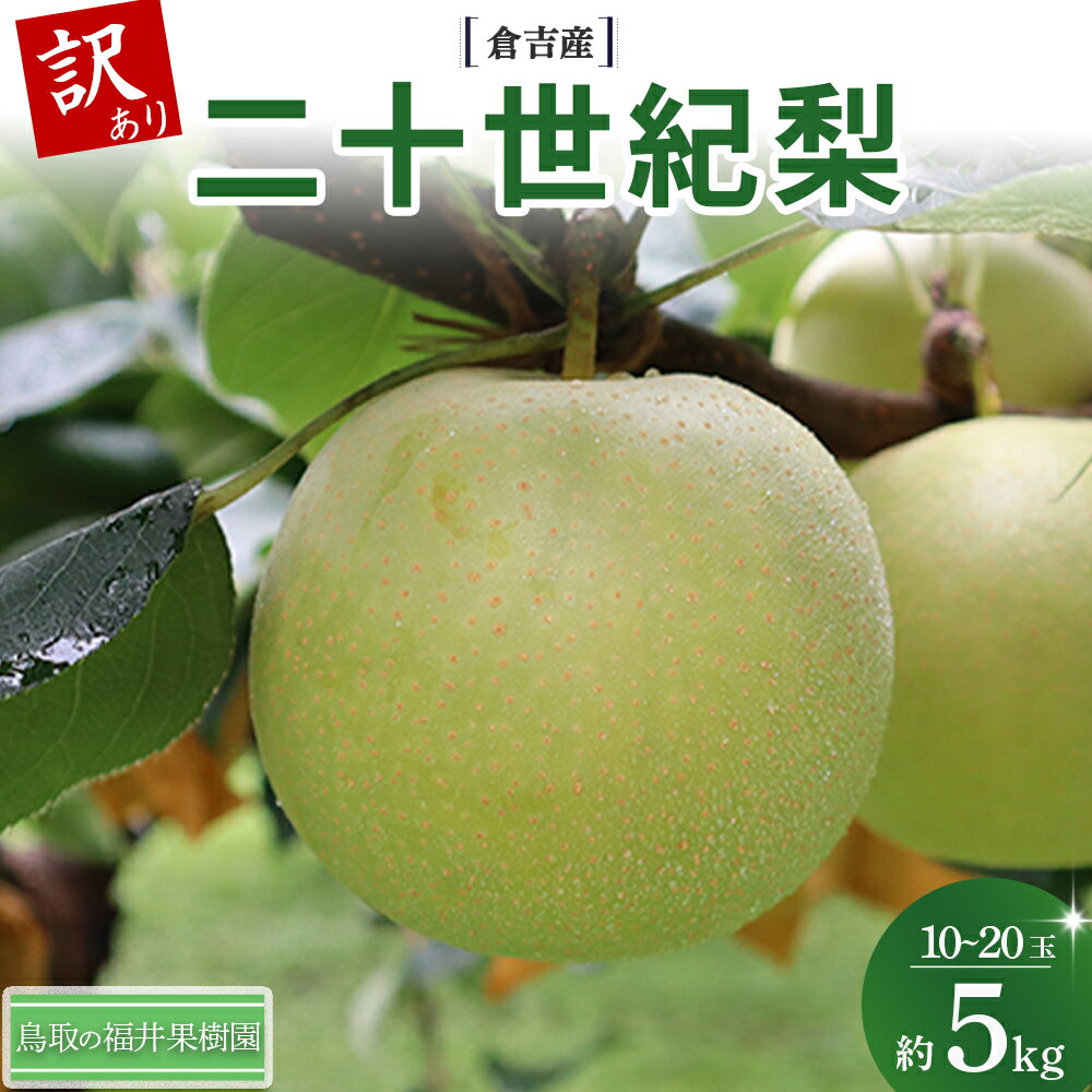 【ふるさと納税】 【訳あり】　二十世紀梨 5kg（10～20玉） 倉吉産 福井果樹園 二十世紀梨 20世紀梨 梨 なし ナシ ブランド梨 果物 フルーツ 和梨 数量限定