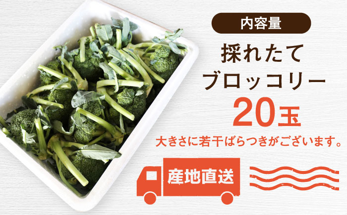 ブロッコリー ブロッコリ 北海道産 新鮮 野菜 旬の野菜  先行予約 北海道
