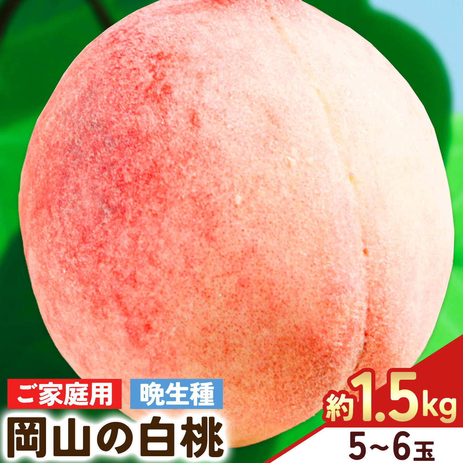 【ふるさと納税】【2027年発送先行予約】ご家庭用 岡山の白桃（ 晩生種 ）約 1.5kg 5～6玉 《2027年8月上旬-8月下旬頃出荷》 晴れの国おかやま館 (つむぐ株式会社) フルーツ 果物 果実 桃 白桃 岡山県 笠岡市